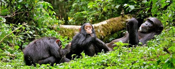 Exclusive Rwanda travel and safari experience