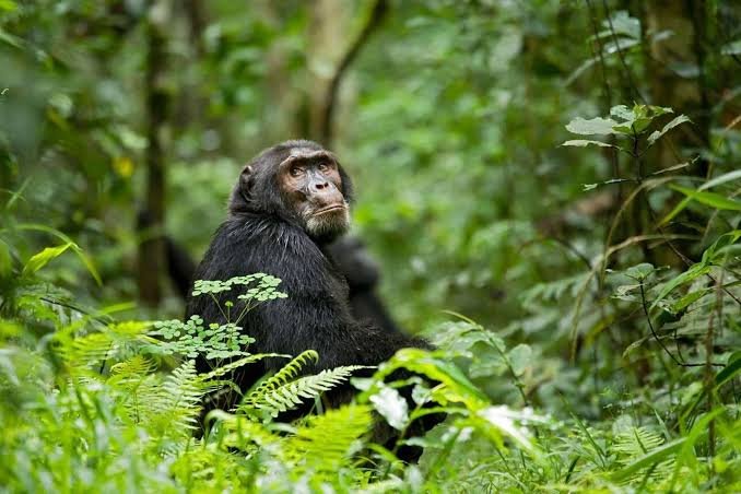 Rwanda luxury safari experience and wildlife adventure