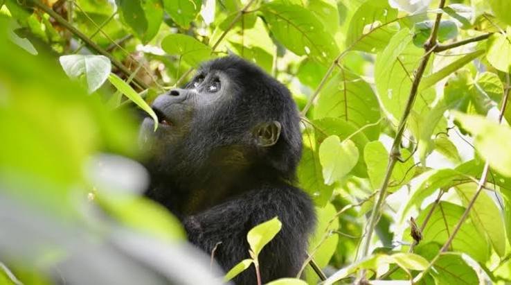 Luxury Rwanda Safari Experience