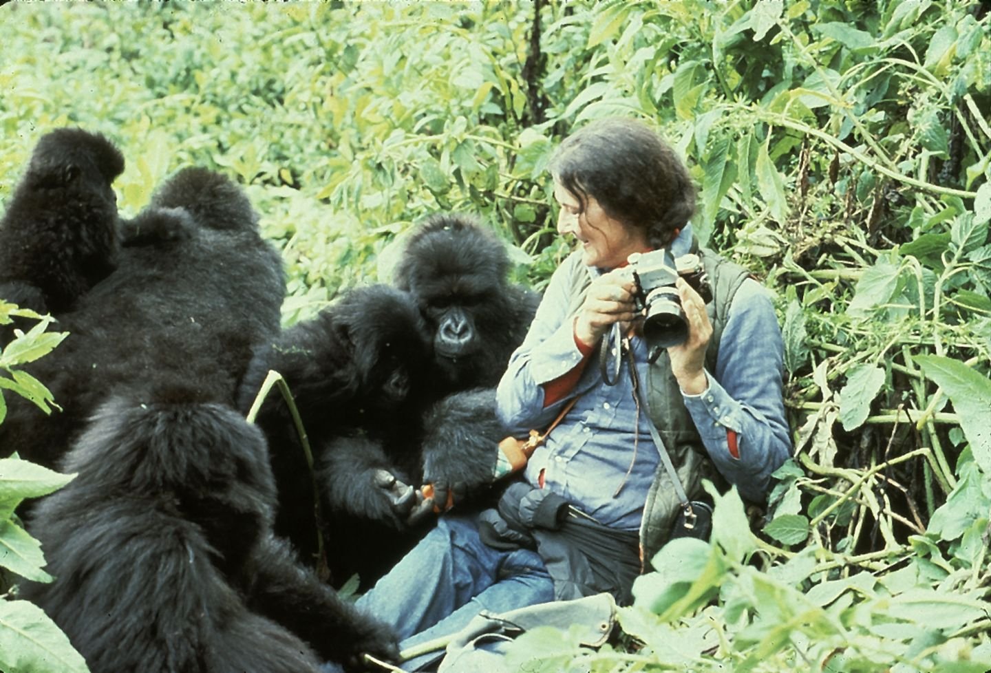 Dian Fossey with mountain gorillas during conservation research in Rwanda