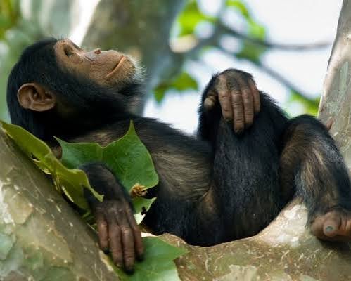 Luxury Rwanda Gorilla Safari Experience