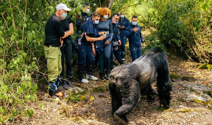 Can Seniors Do Gorilla Trekking in Rwanda?