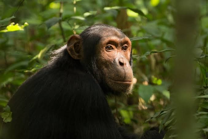 Gorilla Family Experience in Rwanda