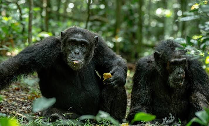 Mountain gorilla encounter during a Rwanda wildlife safari