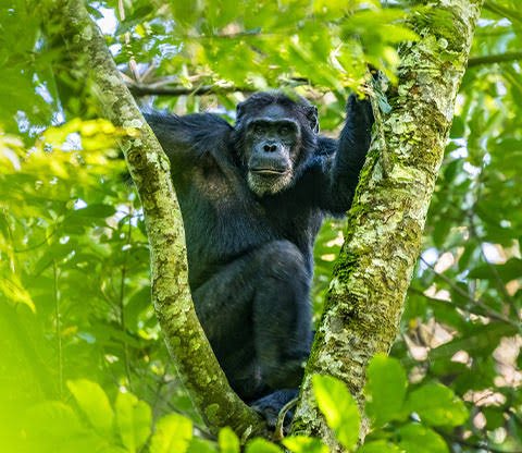 Luxury Gorilla and Chimpanzee Safari in Rwanda