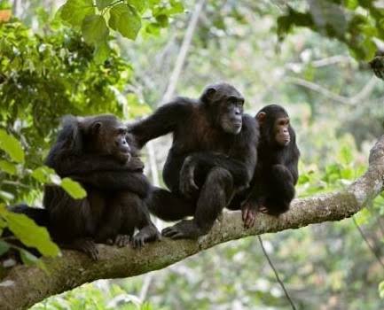 Mountain Gorilla Trekking Rwanda