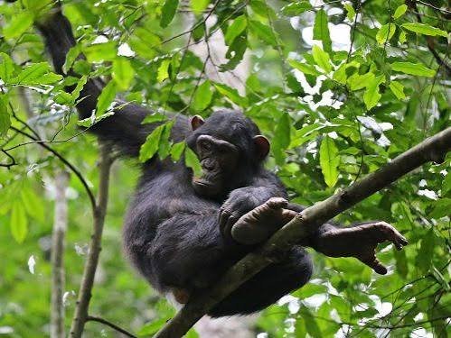 Rwanda luxury travel experience