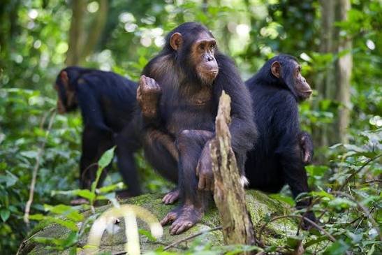 Luxury Rwanda Wildlife Safari
