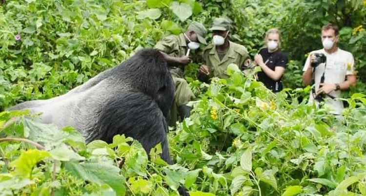 3 Days Luxury Gorilla Trekking Safari Rwanda