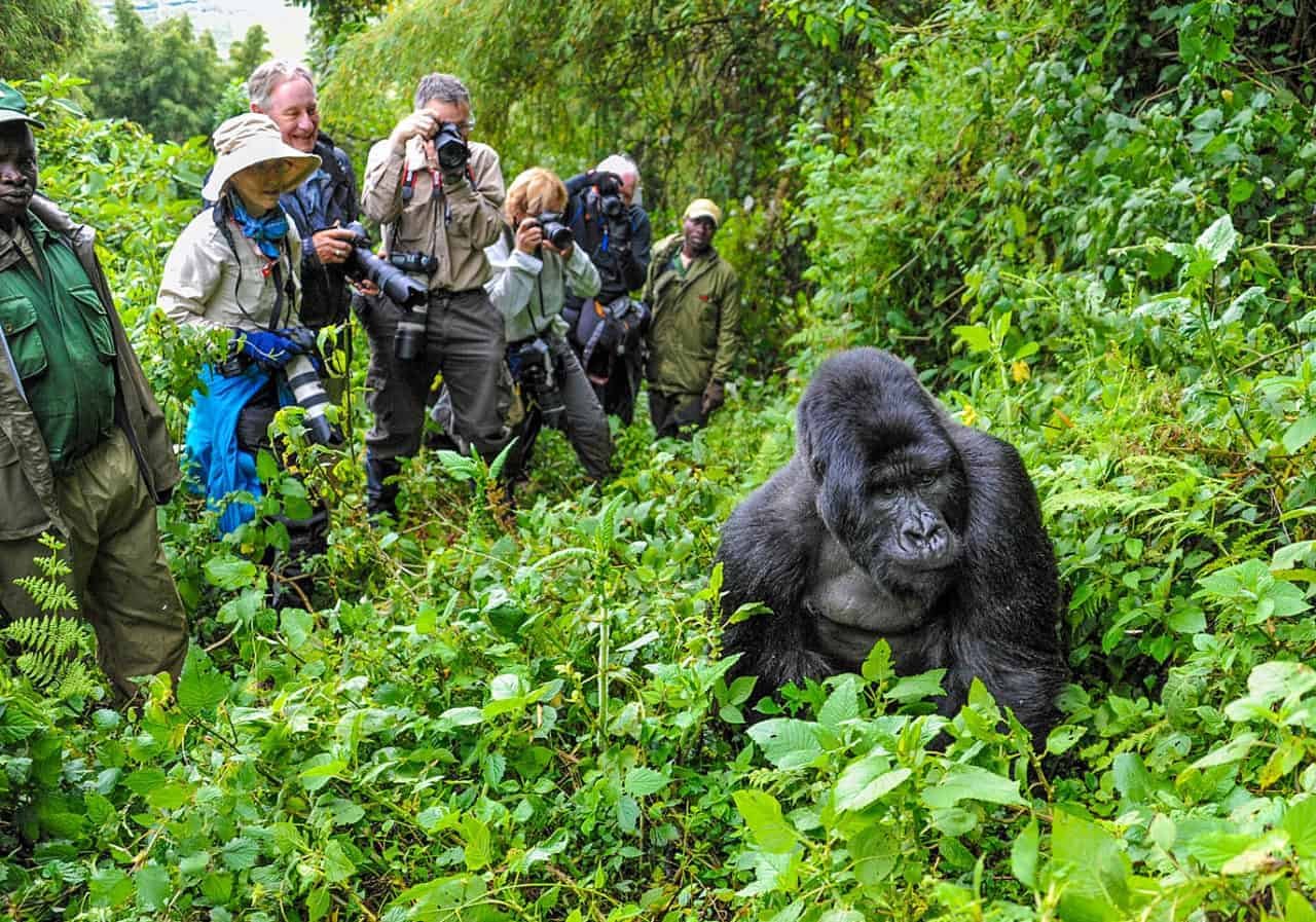 Gorilla trekking experience in Africa with mountain gorillas
