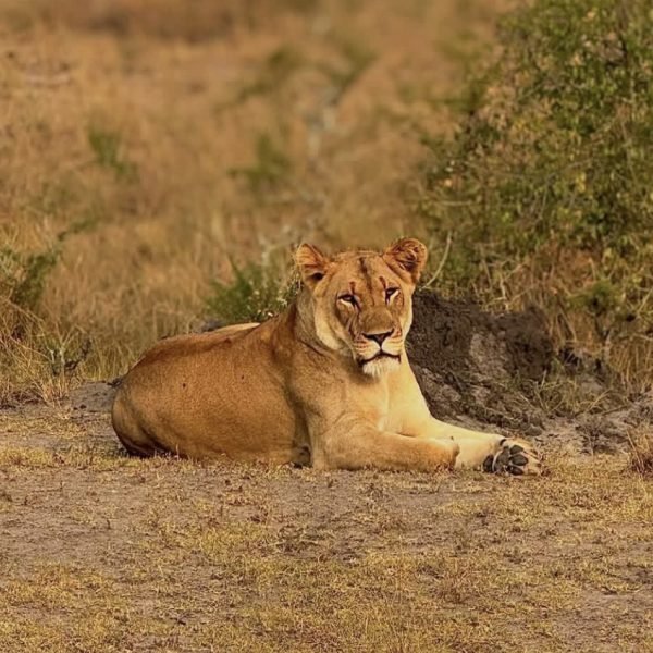 Can You See Lions in Rwanda in Akagera National Park