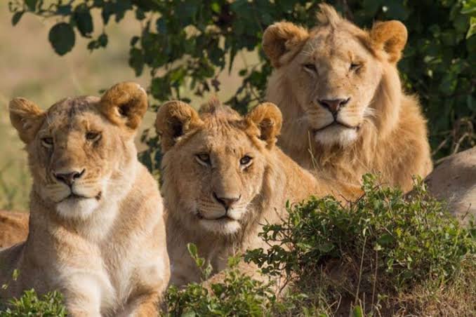 Lions during a wildlife safari in Rwanda