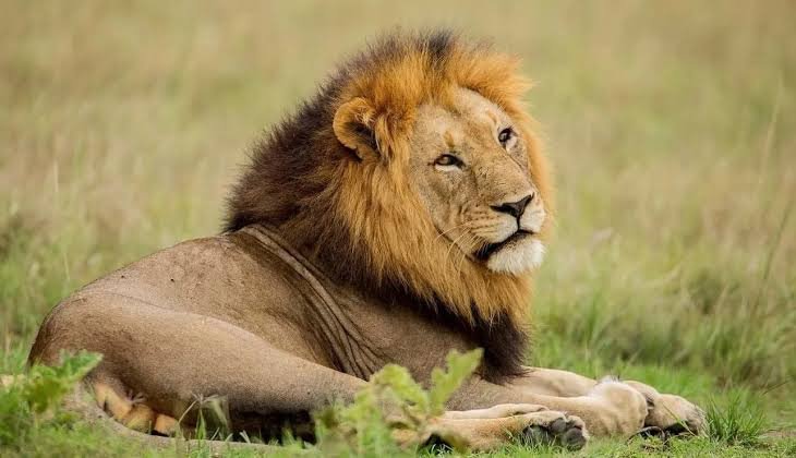 Lions in Rwanda during an Akagera National Park safari