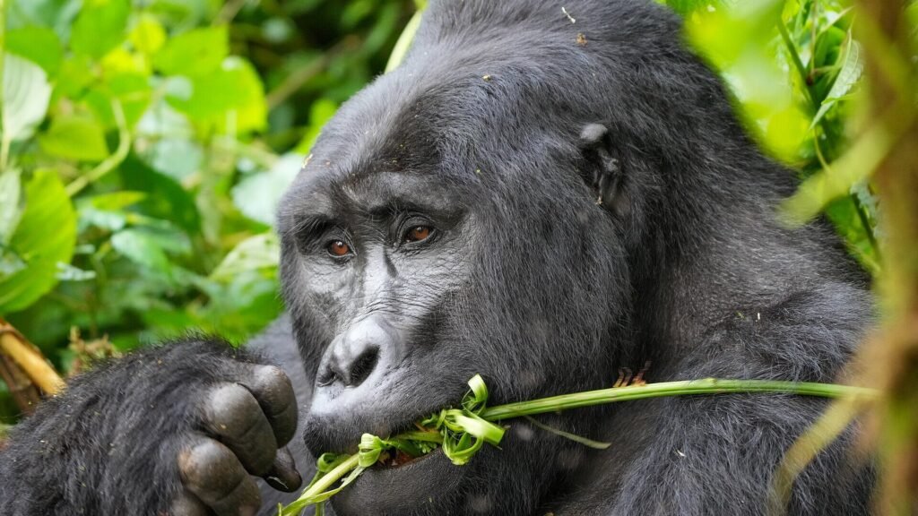 3 Days Luxury Gorilla Trekking Safari Rwanda