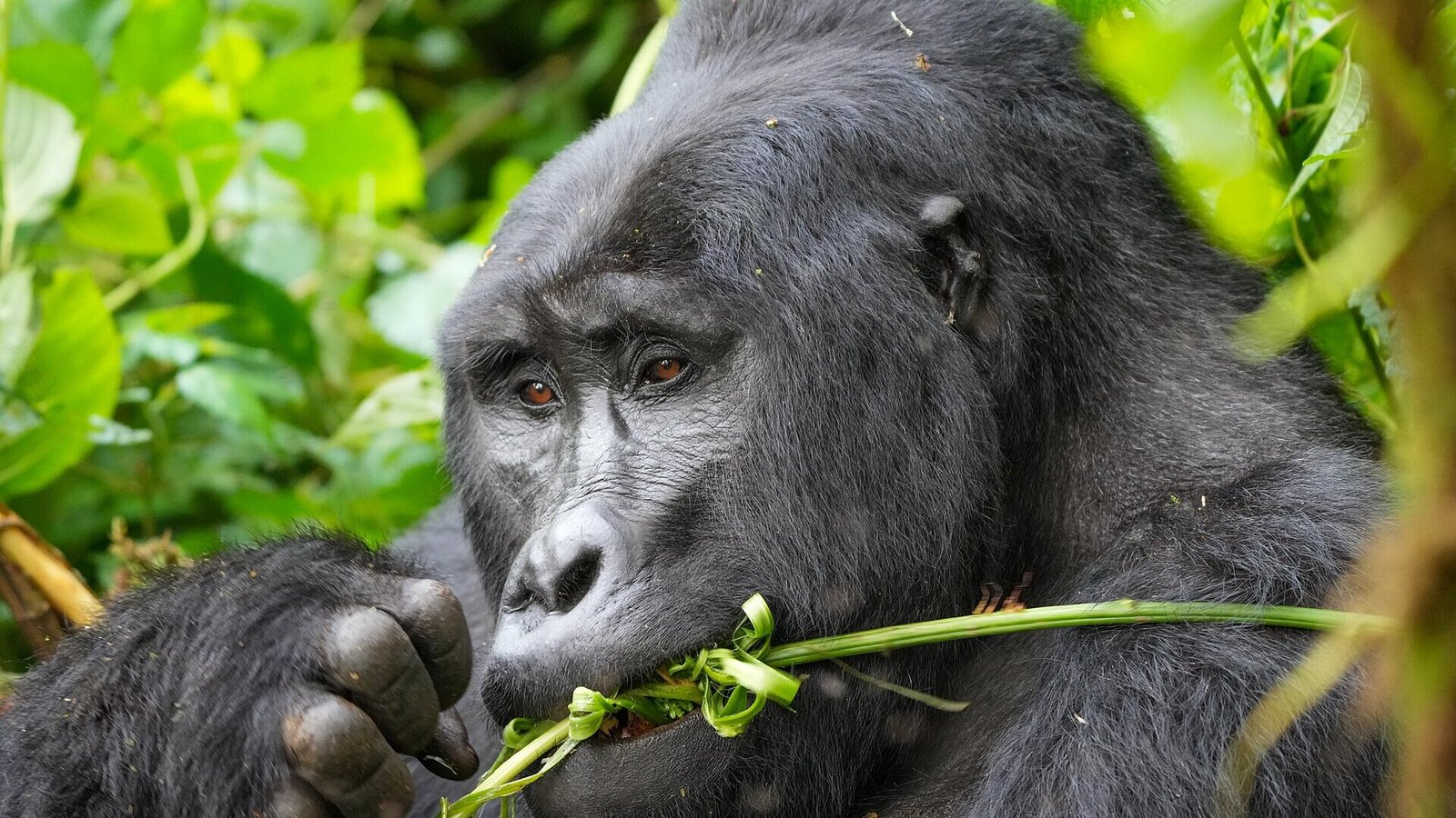 Luxury Gorilla Trekking Safaris Rwanda Uganda