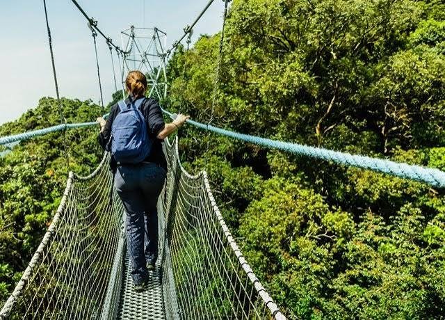 Where Can You See Chimpanzees in Rwanda canopy walk in Nyungwe Forest