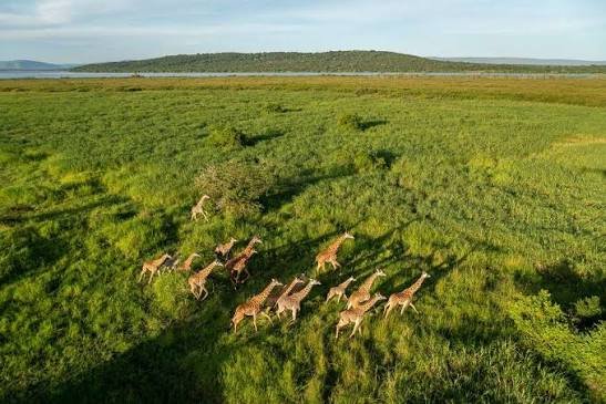 Rwanda savanna landscape during a luxury safari