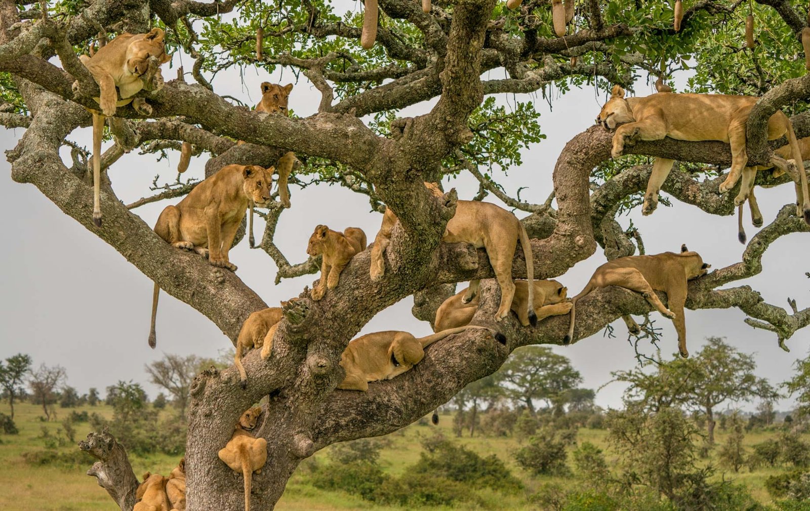 Serengeti National Park Tanzania