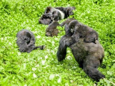 Rwanda Gorilla Safari Experience