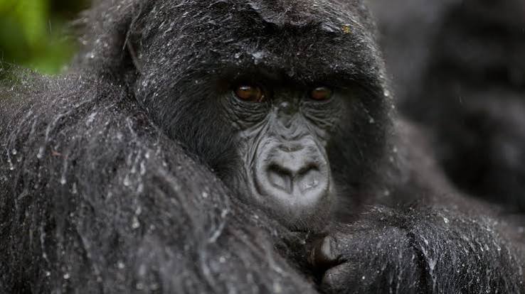 Gorilla Trekking During the Rainy Season in Rwanda