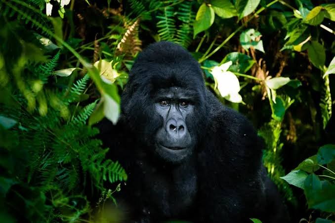 Gorilla Trekking During the Rainy Season in Rwanda