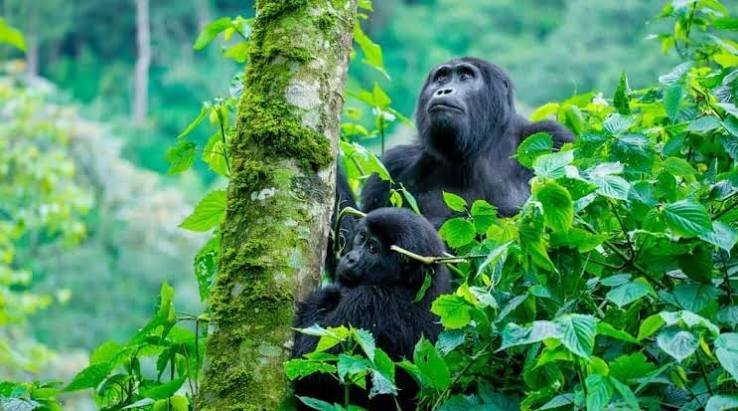 How Much Does a Rwanda Safari Cost in 2026