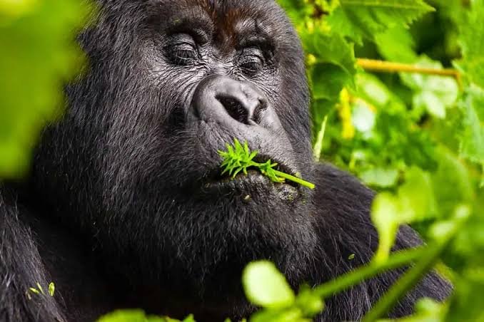 How Much Does a Rwanda Safari Cost in 2026