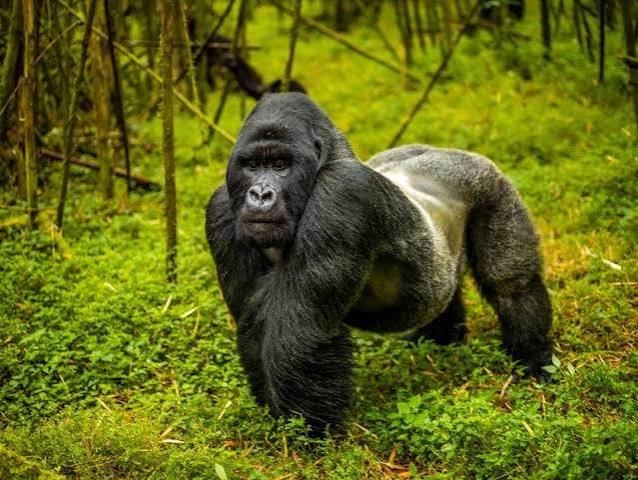 How Many Mountain Gorillas Are in Rwanda