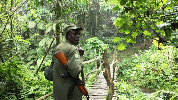 Role of Guides and Trackers During Gorilla Trekking in Rwanda