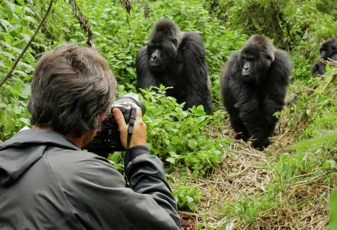 Best Month for Gorilla Trekking in Rwanda