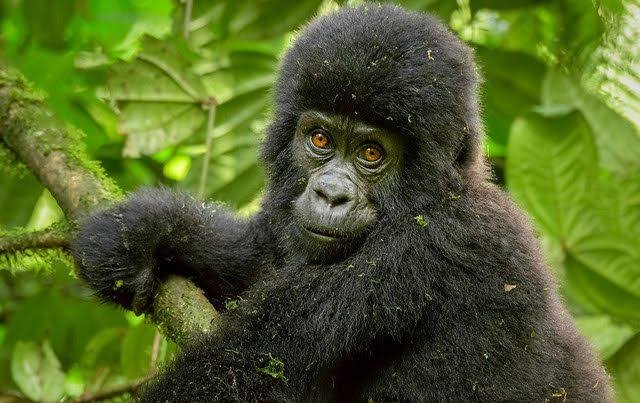 Gorilla Trekking in Rwanda