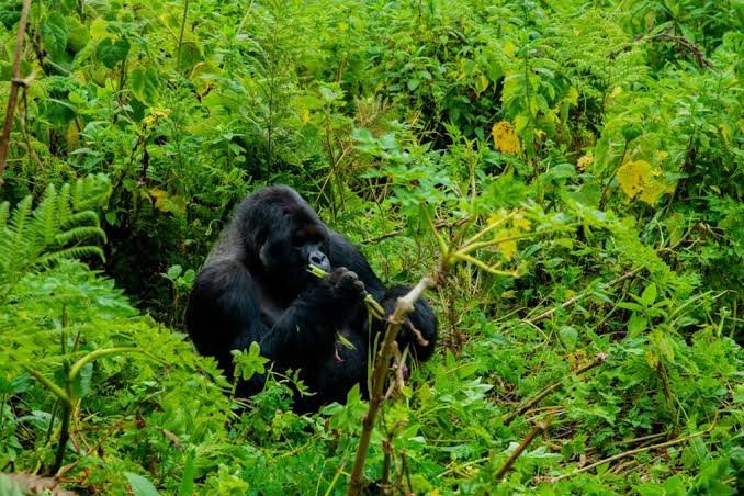 Best Month for Gorilla Trekking in Rwanda