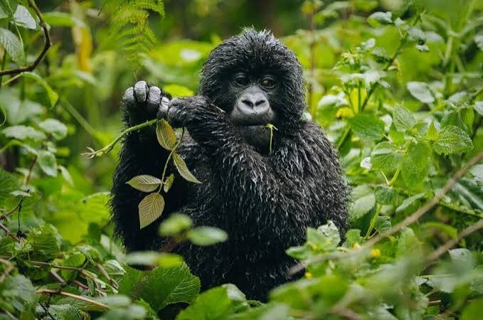 Best Month for Gorilla Photography in Rwanda