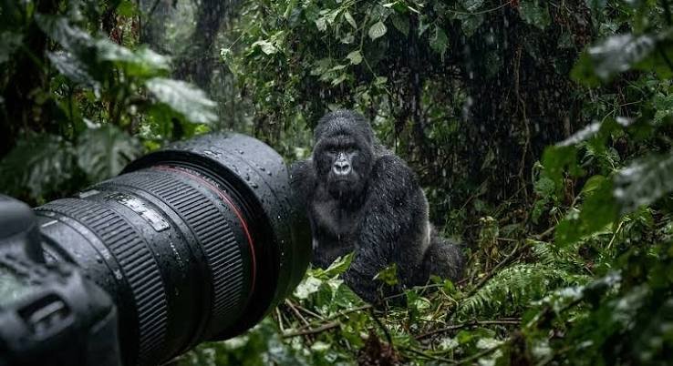 Best Time for Photography During Gorilla Trekking in Rwanda
