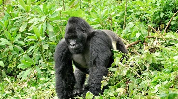 Best Time of Year for Gorilla Trekking in Rwanda