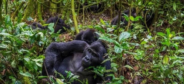 Best Time of Year for Gorilla Trekking in Rwanda